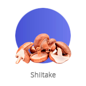 Shiitake