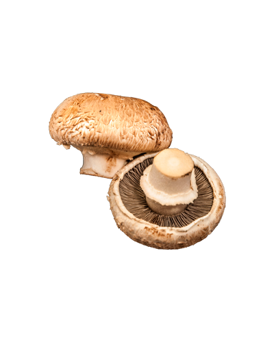 cogumelo-potobello-04