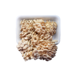 cogumelo-shiitake-branco-02