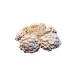 cogumelo-shiitake-branco-03