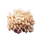 cogumelo-shiitake-branco-04