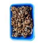 cogumelo-shiitake-preto-01