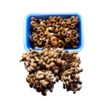 cogumelo-shiitake-preto-02