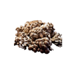 cogumelo-shiitake-preto-03