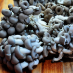 cogumelo-shiitake-preto-04
